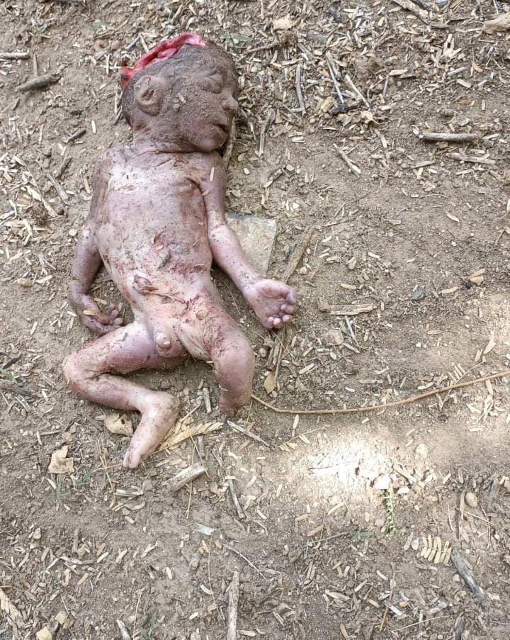 Balotra me kutto ne kiya navjat ladke ka shikar newborn found dead in balotra of rajasthan